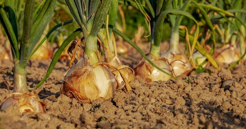 Sécheresse des sols : les agriculteurs face à un défi sans précédent